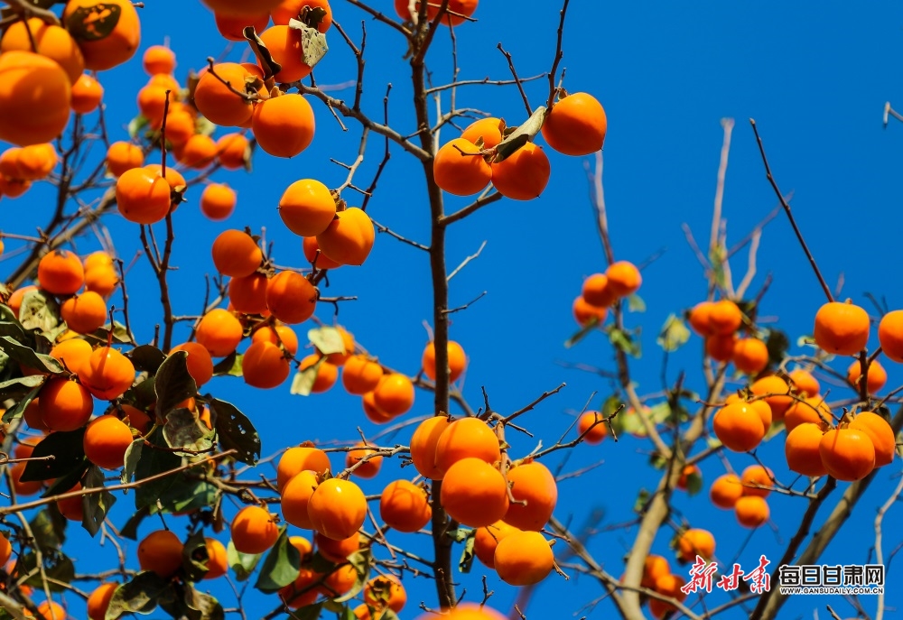 【慶陽】慶陽西峰區董志鎮陳戶村的柿子紅了_fororder_3