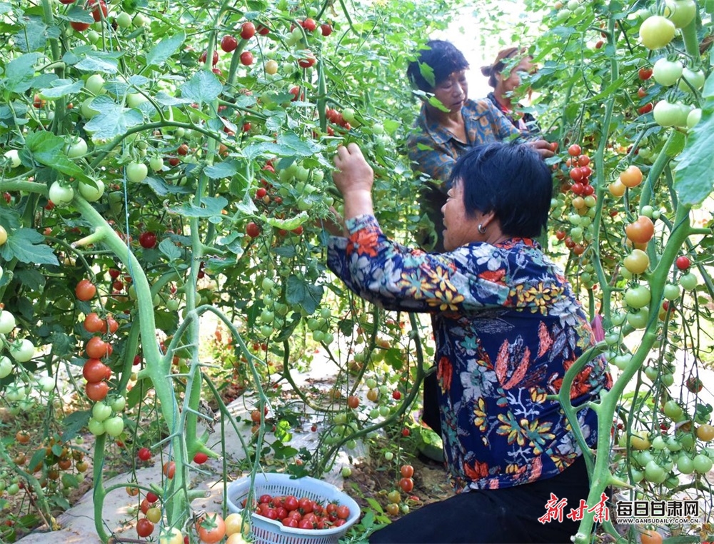 【隴南】隴南成縣店村鎮：“菜籃子”鼓起“錢袋子”_fororder_3