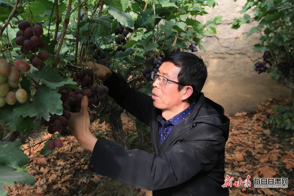 【嘉峪關】嘉峪關市民盡享田園採摘樂趣_fororder_3
