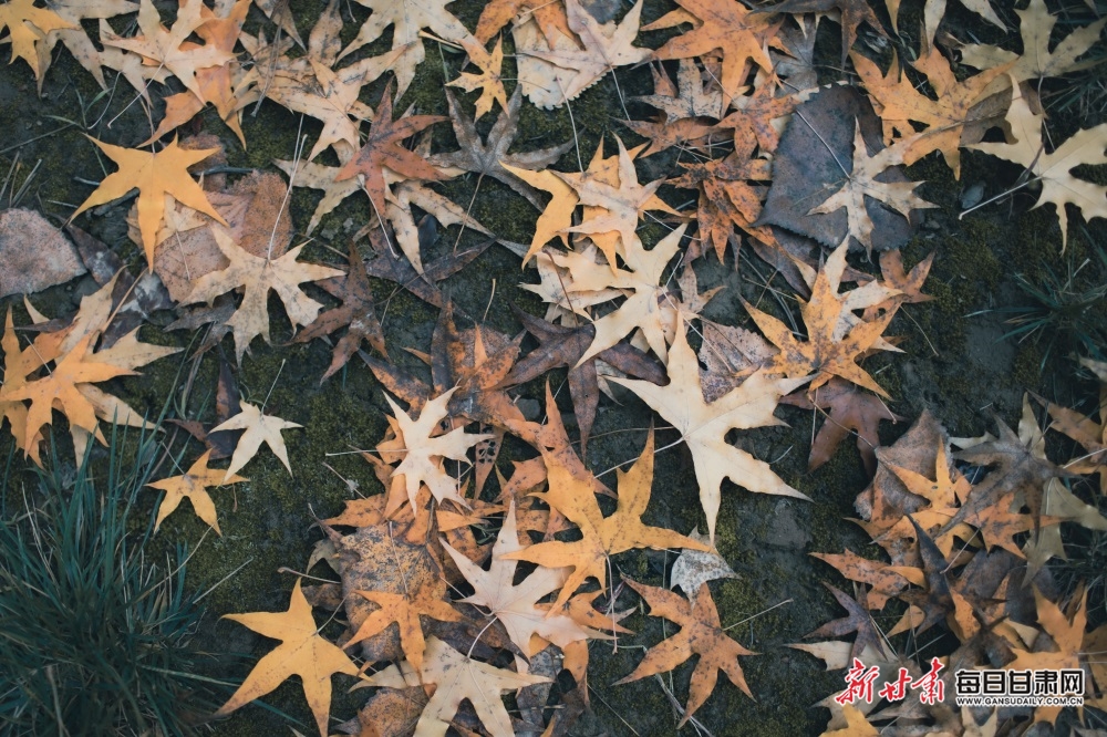 【輪播圖】慶陽西峰區城南公園秋色濃_fororder_3