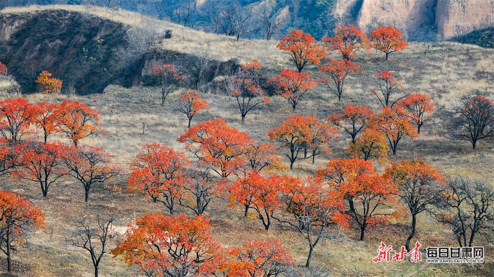 【平涼】平涼崇信五龍山初冬景色絢麗多姿_fororder_3