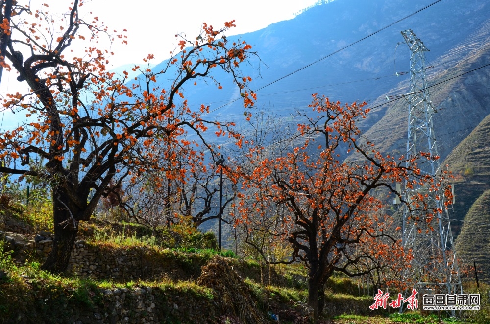 【隴南】隴南：岷江兩岸柿子紅 宕昌山鄉畫意濃_fororder_5