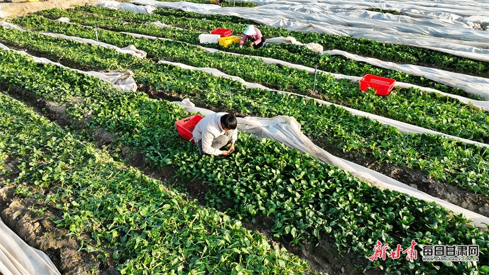 【甘州】甘州區供港蔬菜基地採摘忙_fororder_4