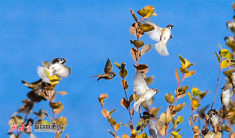 【輪播】敦煌黨河濕地候鳥翔集風景美