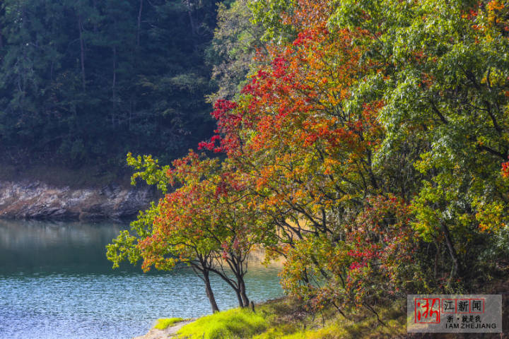 千島湖紅葉灣換秋裝_fororder_3