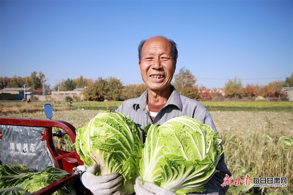 酒泉金塔縣金塔鎮紅光村的復種白菜喜豐收_fororder_3