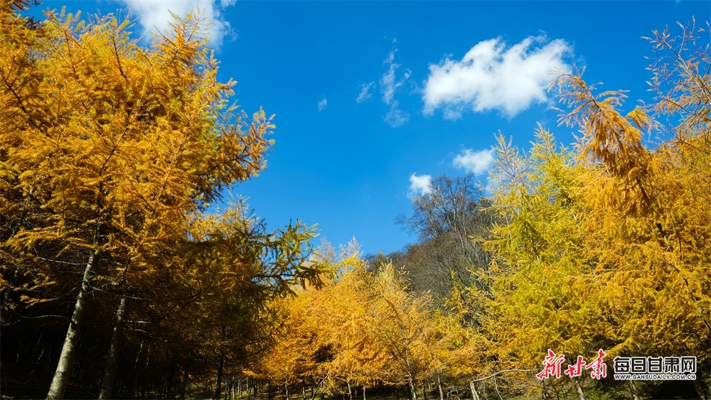 【天水】天水張家川關山秋色關不住了_fororder_2