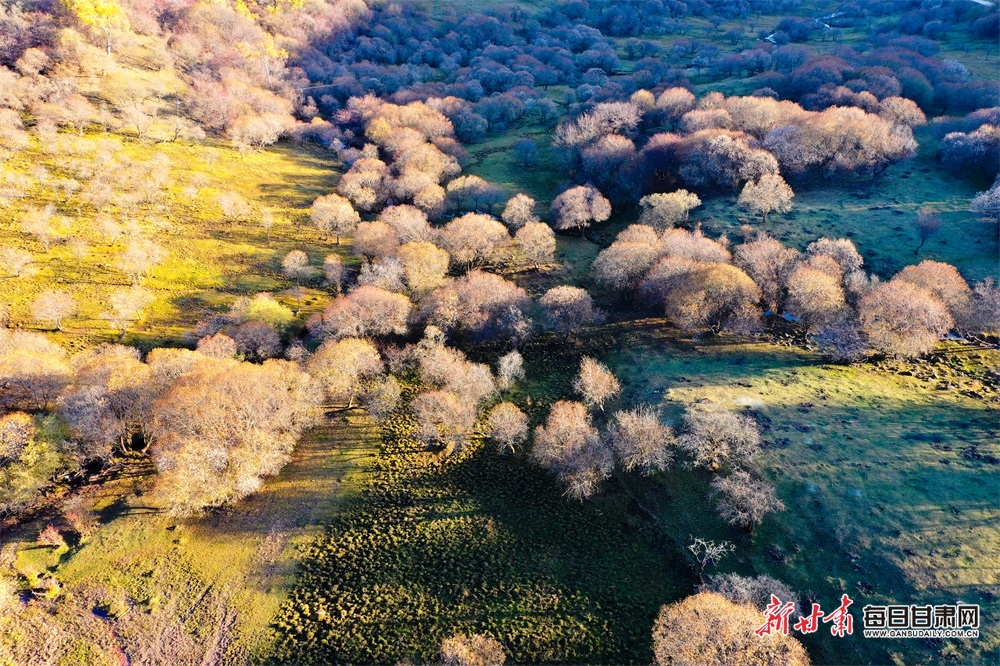 【天水】天水張家川關山秋色關不住了_fororder_4