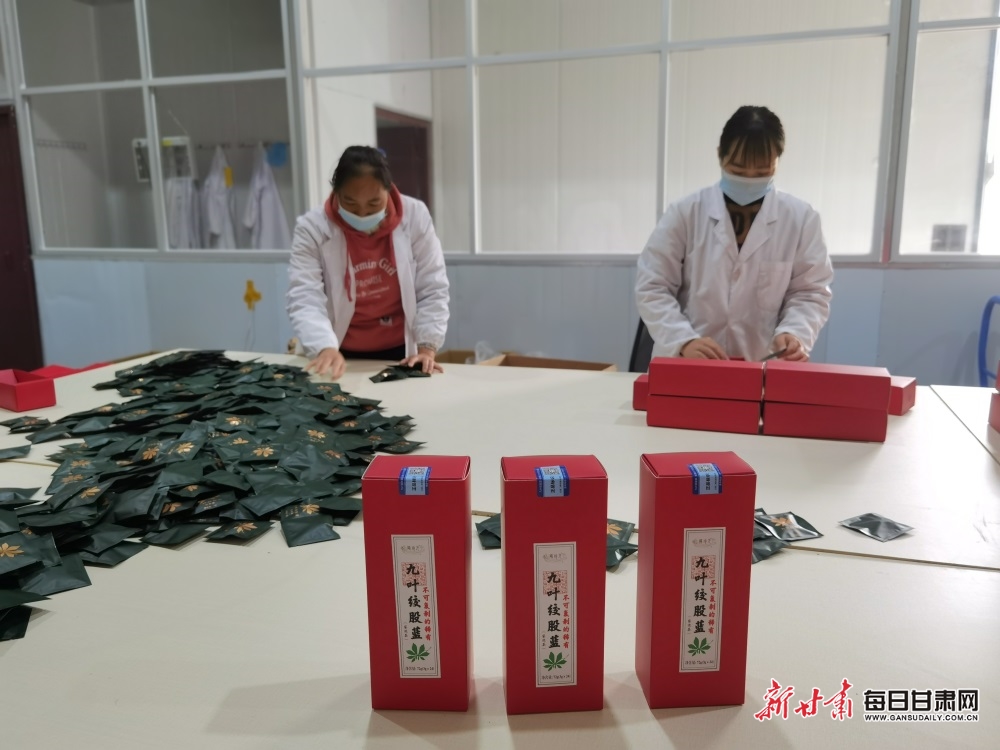【隴南】隴南康縣三河壩鎮發展絞股藍産業助農增收_fororder_3
