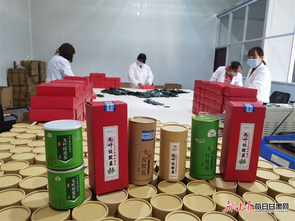 【隴南】隴南康縣三河壩鎮發展絞股藍産業助農增收_fororder_4