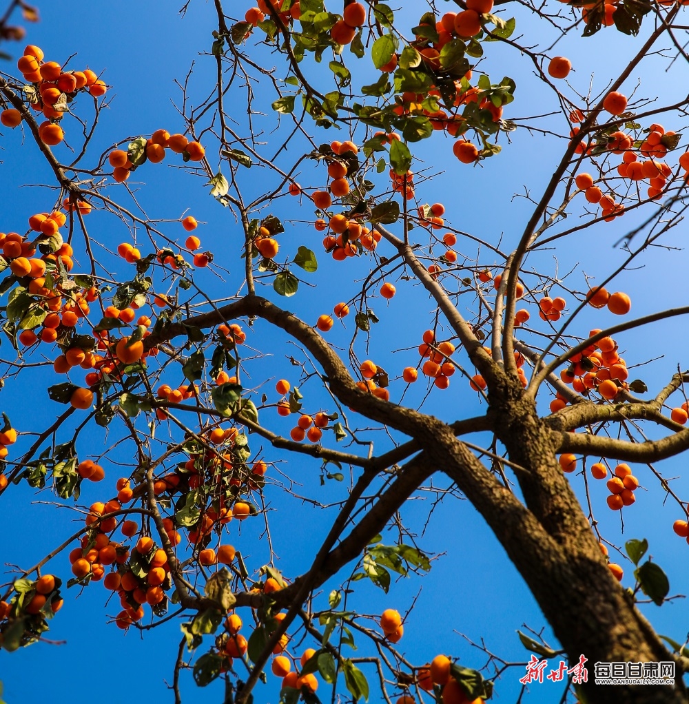 【慶陽】慶陽西峰區董志鎮陳戶村的柿子紅了_fororder_2