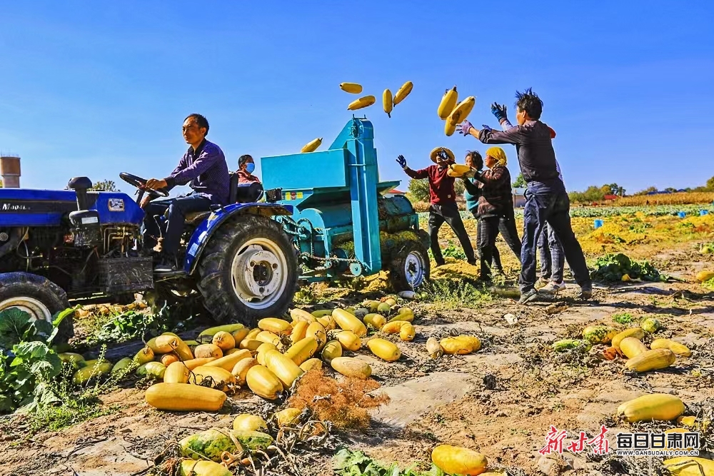 【慶陽】慶陽西峰區董志鎮蔬菜豐收_fororder_2