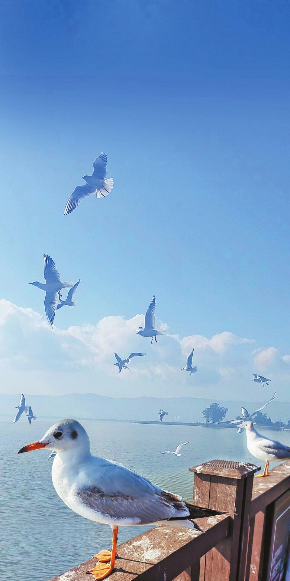 玉溪通海：杞麓湖畔“老友”歸來_fororder_a1