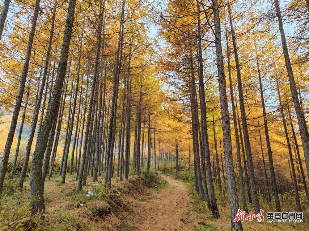 【大美甘肅】隴南：秋末冬初，官鵝溝風景這邊獨好