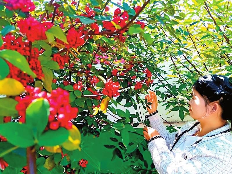曲靖宣威：無刺花椒推廣種植2萬餘畝_fororder_e50