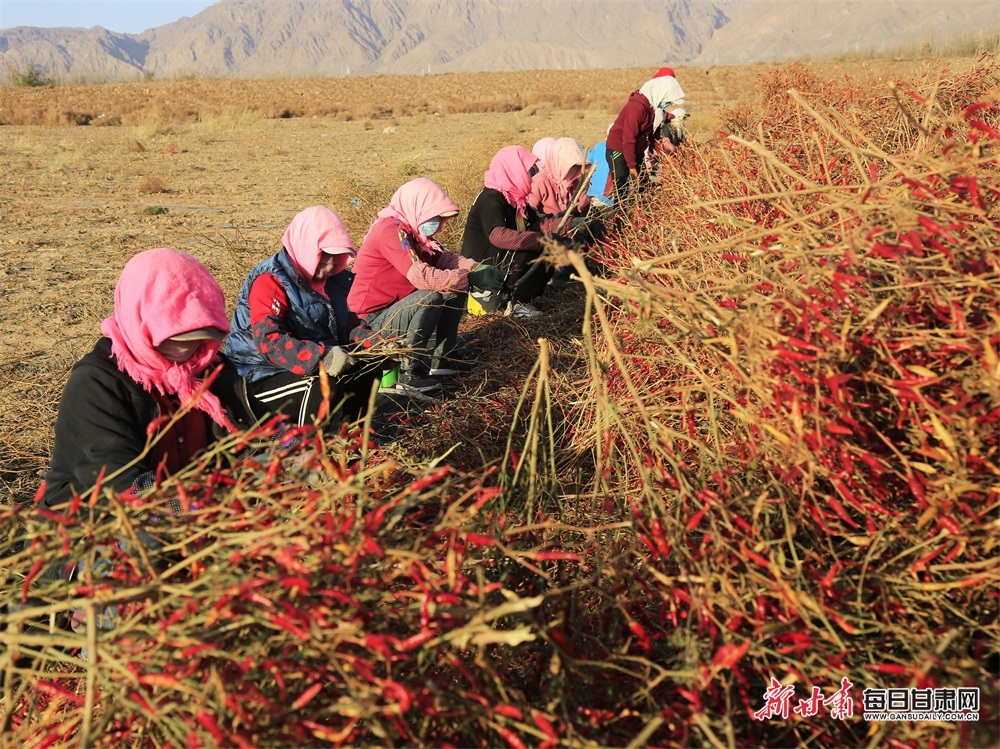 【張掖】張掖農場：朝天椒“映”紅農民的好日子