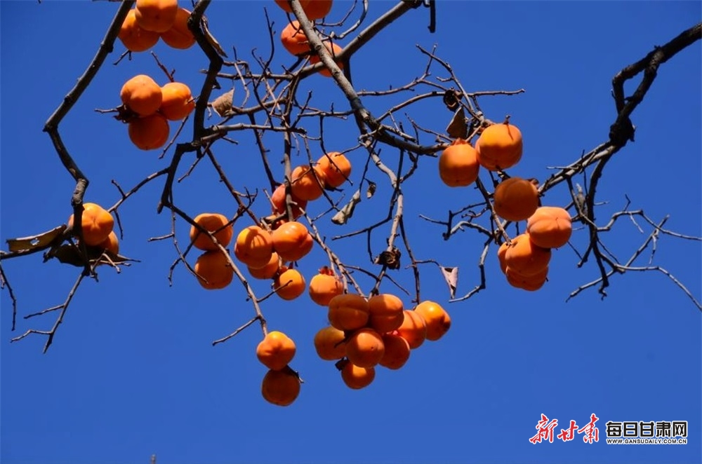 【隴南】隴南：岷江兩岸柿子紅 宕昌山鄉畫意濃_fororder_2