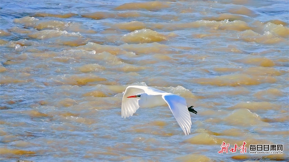 【輪播】崇信：水清岸綠生態美 魚翔淺底白鷺飛_fororder_3