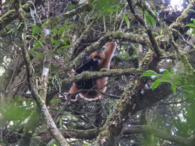 大理南澗：國家一級重點保護野生動物西黑冠長臂猿現身