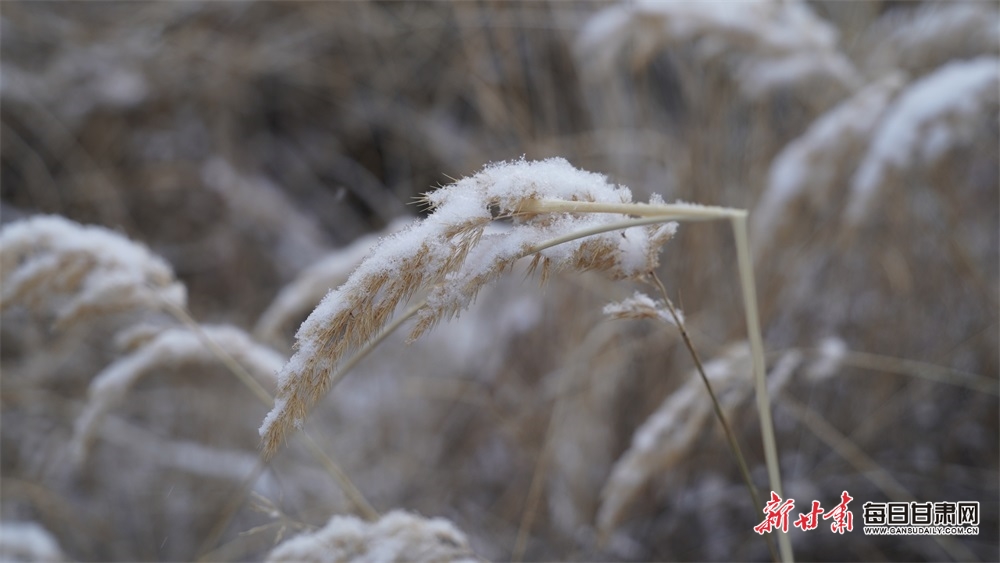 【張掖】張掖：雪落肅南分外美_fororder_2