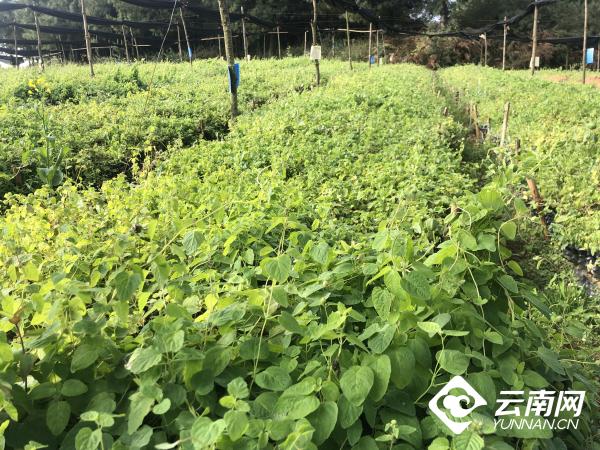曲靖陸良：科技助力雲南參闊步“出山”