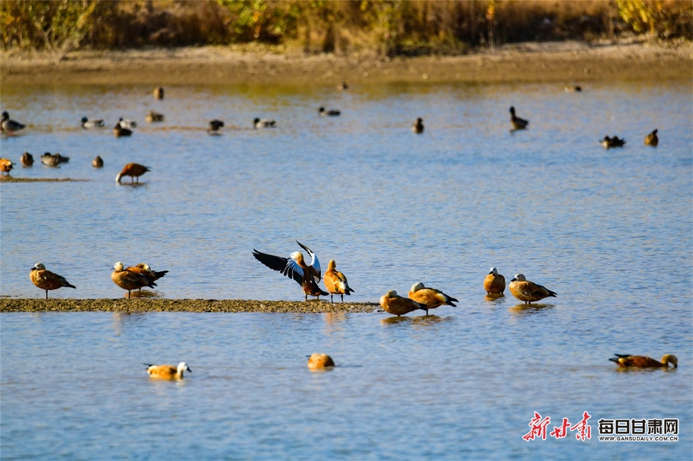 【輪播】敦煌黨河濕地候鳥翔集風景美