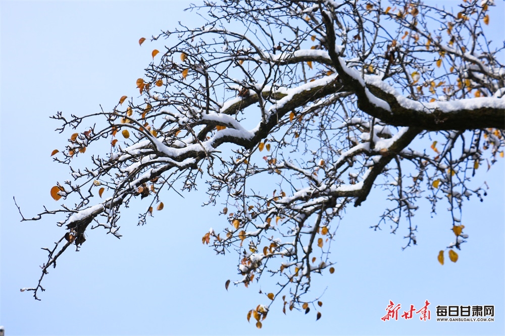 【輪播圖】定西：雪後岷州處處是景_fororder_5