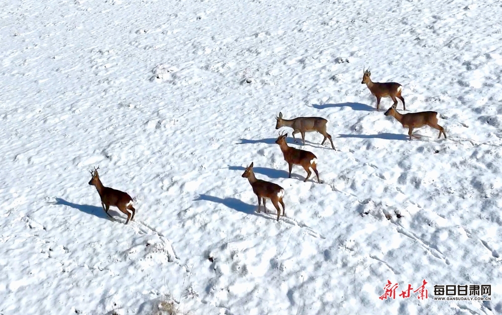【生態】張掖：祁連山國家公園民樂縣境內狍子雪地狂歡_fororder_2