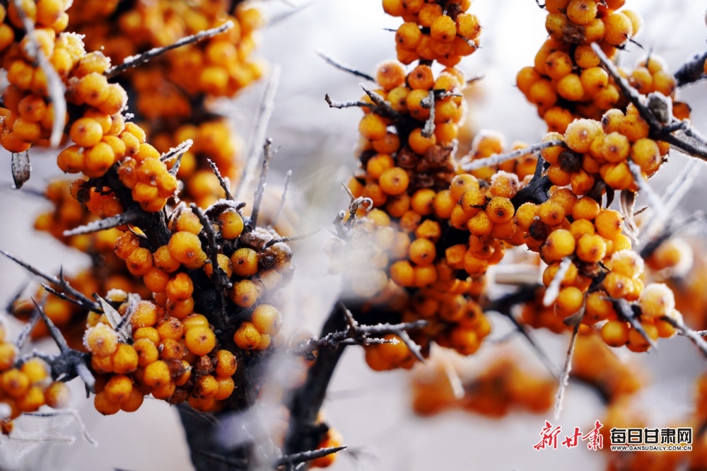 【輪播圖】隴南宕昌賈河鄉：雪落沙棘林 景色別樣美_fororder_3