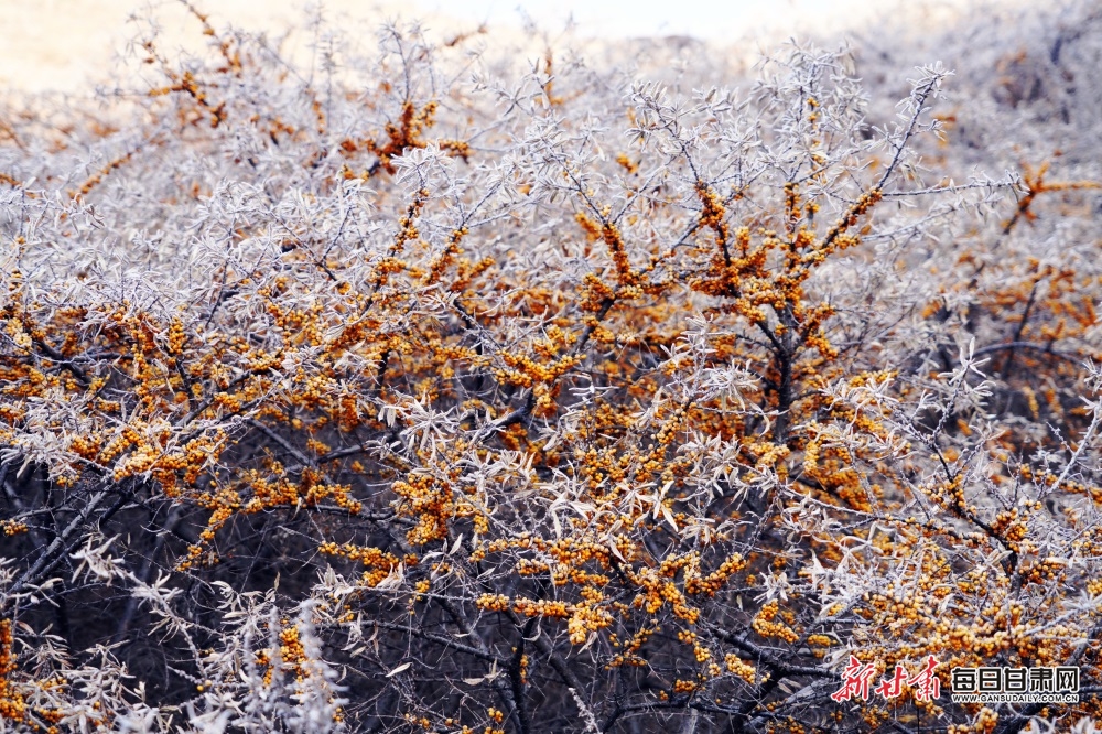 【輪播圖】隴南宕昌賈河鄉：雪落沙棘林 景色別樣美_fororder_4