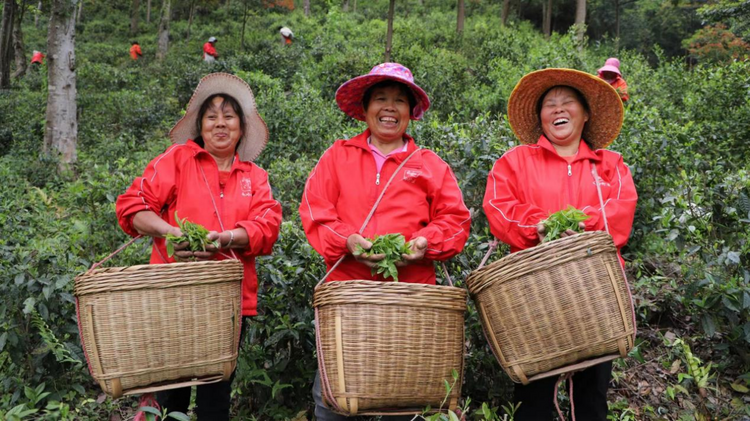 小茶葉成為鄉村振興的致富葉_fororder_小茶葉成為鄉村振興的致富葉555