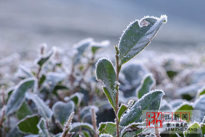德清：茶園寒霜如雪_fororder_1671531451467_63a18bbb159bb80b99532d23