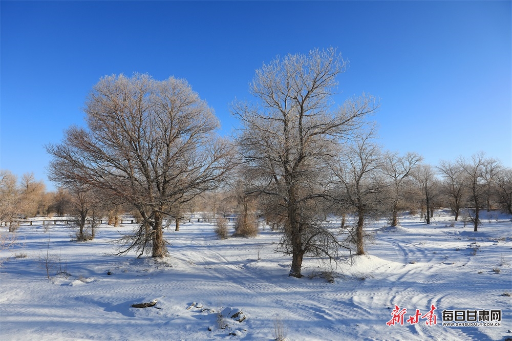 【輪播圖】邂逅金塔胡楊林雪景_fororder_5