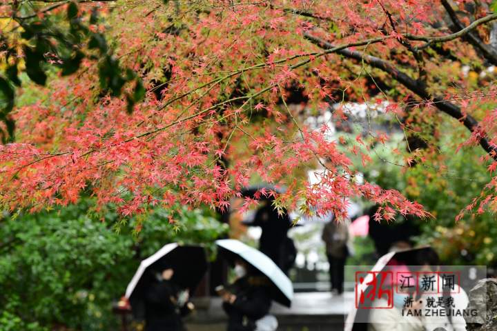 杭州：煙雨西湖“楓”景獨好_fororder_1670156120535_638c8f58159bb86fa99174a2