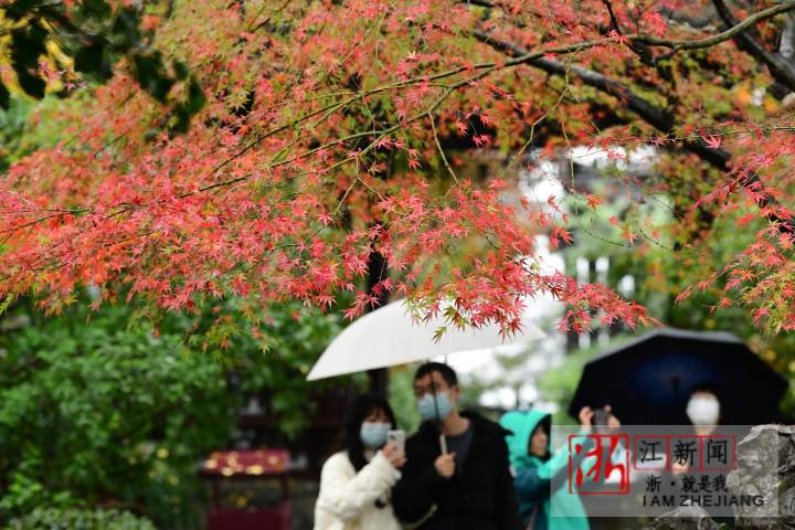 杭州：煙雨西湖“楓”景獨好_fororder_1670156120541_638c8f58159bb86fa99174a3