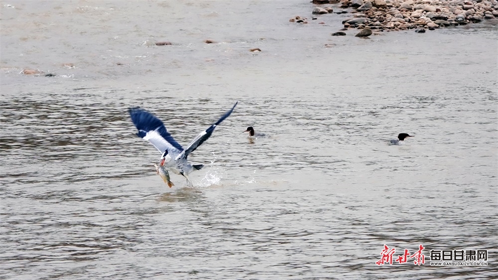 【輪播】崇信：水清岸綠生態美 魚翔淺底白鷺飛_fororder_5