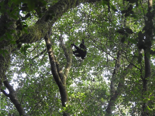 大理南澗：國家一級重點保護野生動物西黑冠長臂猿現身