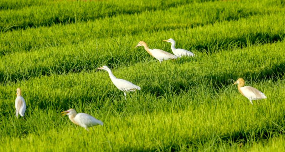 滇池鳥類“百曉生” 鏡頭記錄生物多樣性_fororder_2