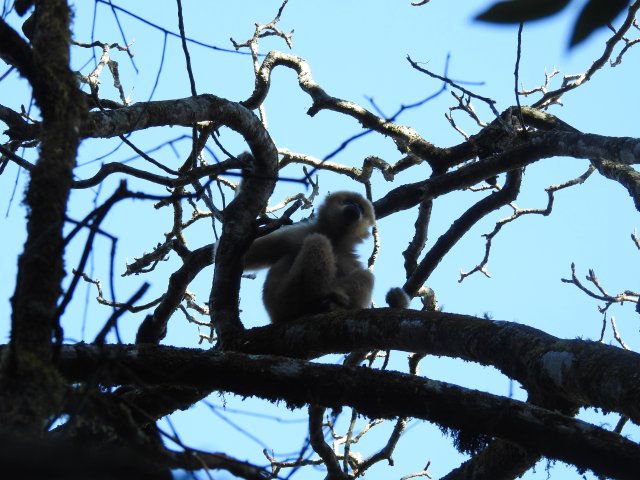 大理南澗：國家一級重點保護野生動物西黑冠長臂猿現身