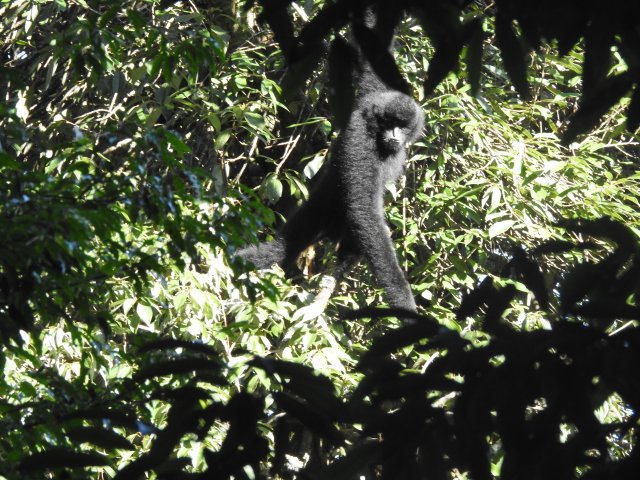 大理南澗：國家一級重點保護野生動物西黑冠長臂猿現身