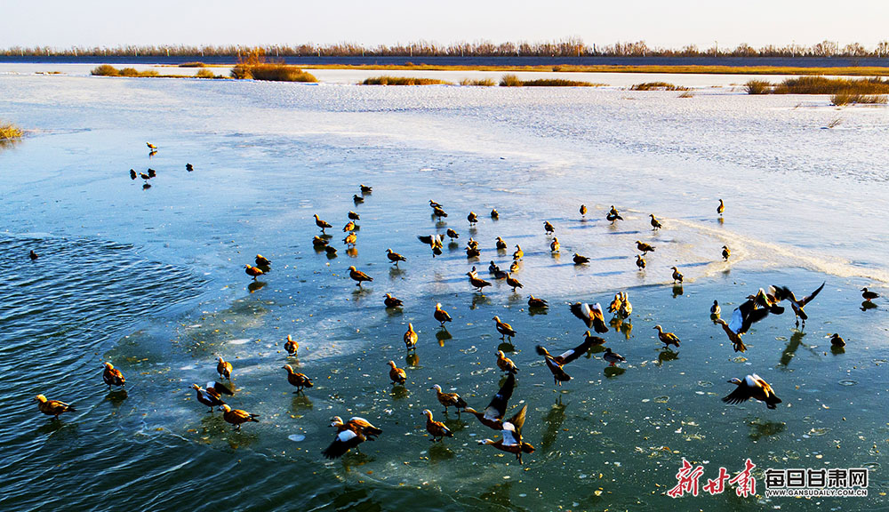 【輪播圖】武威：大漠平湖景如畫 上萬水鳥舞蹁躚_fororder_3