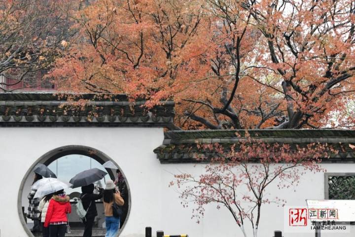 杭州：煙雨西湖賞“楓”景_fororder_1672701305288_63b36579159bb80b9954ae14
