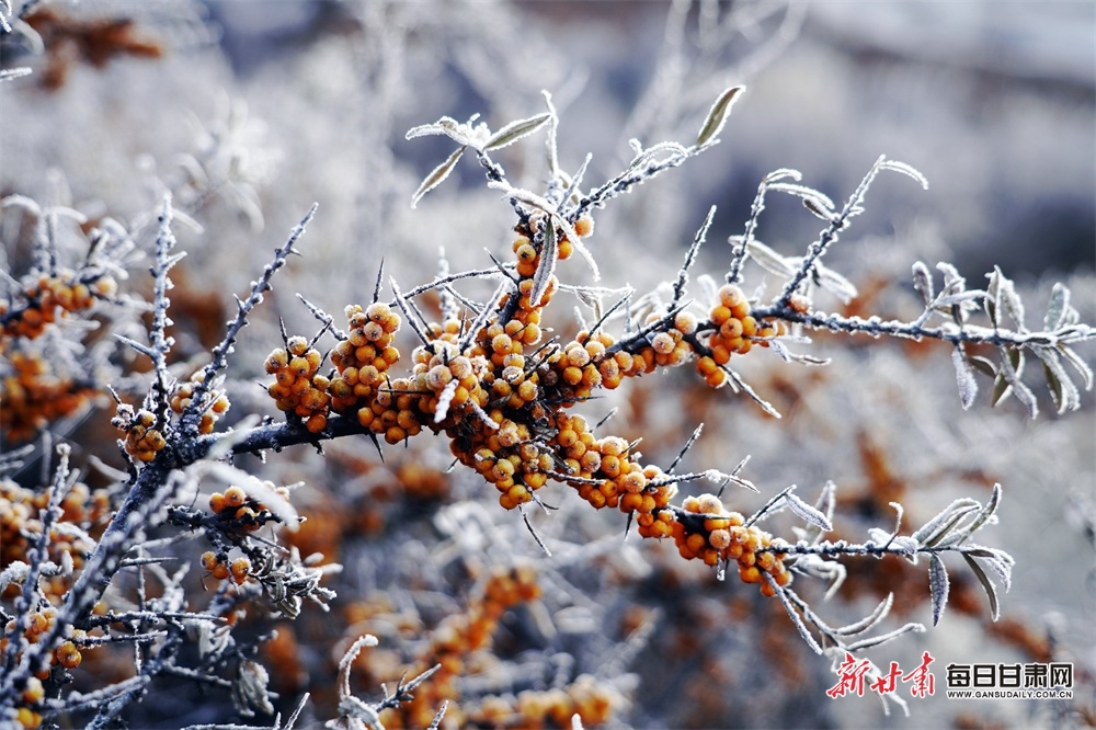 【輪播圖】隴南宕昌賈河鄉：雪落沙棘林 景色別樣美_fororder_2