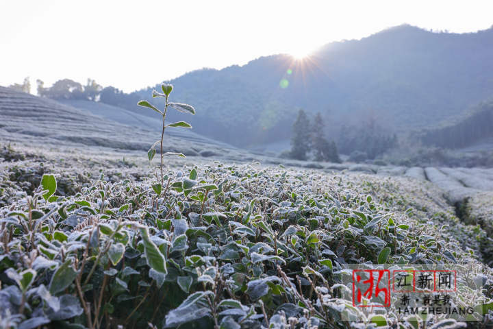 德清：茶園寒霜如雪_fororder_1671531452268_63a18bbc159bb80b99532d27