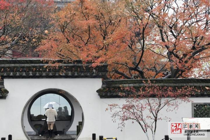 杭州：煙雨西湖賞“楓”景_fororder_1672701305222_63b36579159bb80b9954ae11