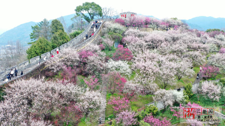 臨海：古城墻邊梅花綻放春意濃_fororder_1675838700249_63e344ec159bb80b9958b820