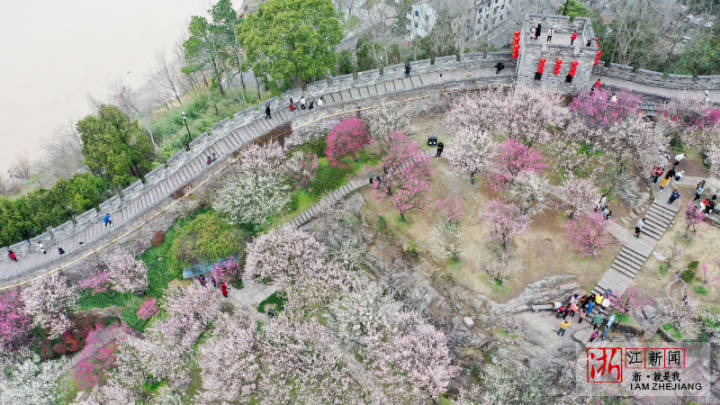 臨海：古城墻邊梅花綻放春意濃_fororder_1675838700387_63e344ec159bb80b9958b825