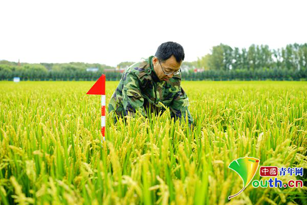 【中國夢·大國工匠篇】黑土地守護者金立軍：想為中國的飯碗“裝好糧”