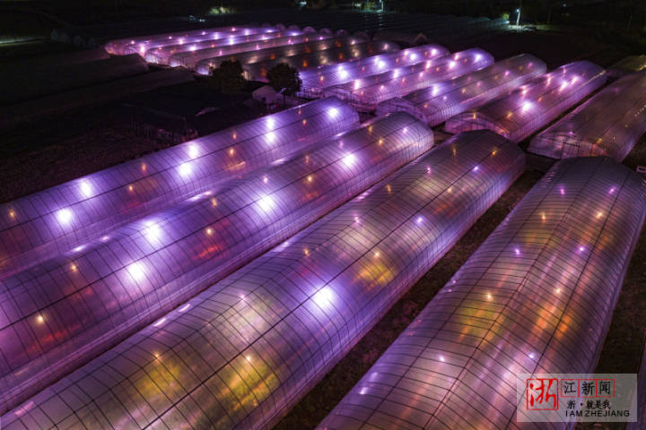 寧波：草莓園裏夜點燈 斑斕夢幻如星空_fororder_1675072620267_63d7946c159bb80b9957a347
