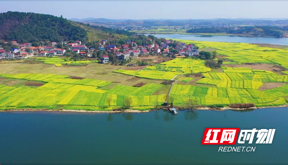 湖南衡東：千畝油菜花海迎春盛放